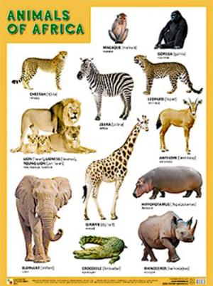 Плакаты ANIMALS OF AFRICA (Животные Африки)
